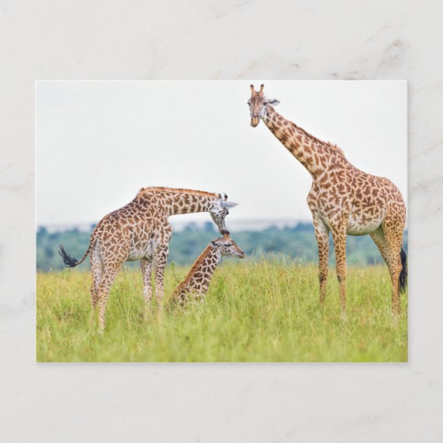 Carte Postale Images Getty | Famille Giraffe (Devant)