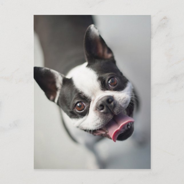 Carte Postale Images Getty | French Bulldog (Devant)