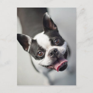 Carte Postale Images Getty   French Bulldog
