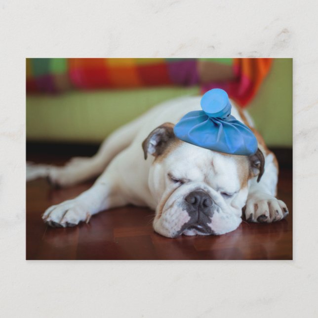 Carte Postale Images Getty | Sick Young Puppy (Devant)