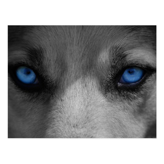 Carte Postale Imaginaire Gothique D Yeux Bleus De Loup Zazzle Fr