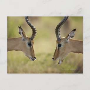 Carte Postale Imapla (Aepyceros melampus) voulant se battre,