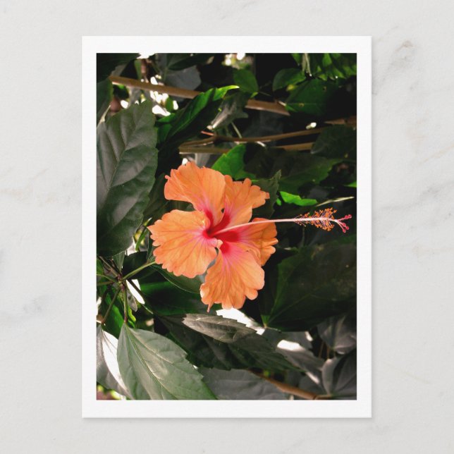 CARTE POSTALE IMG_0033 (Devant)