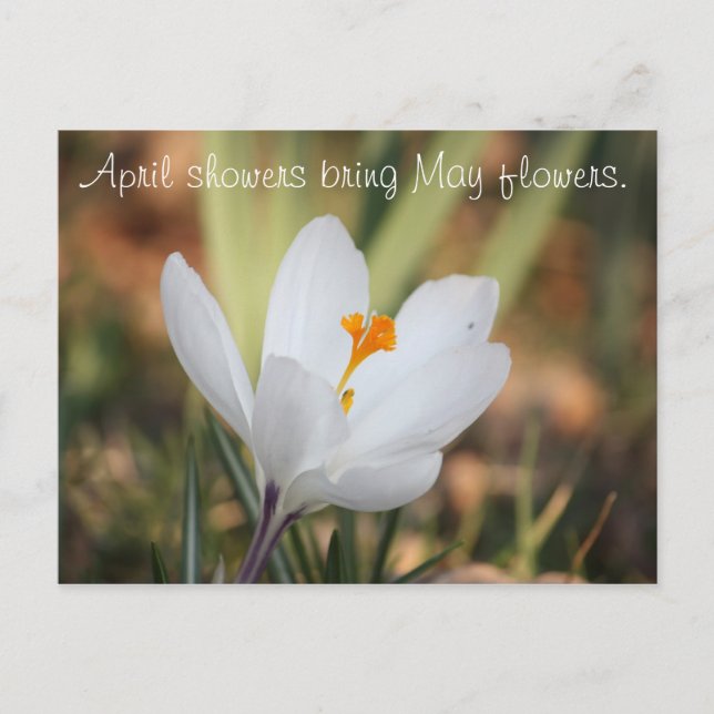 Carte Postale IMG_0371, les averses d'avril apportent des fleurs (Devant)
