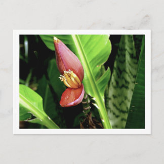 CARTE POSTALE IMG_0432