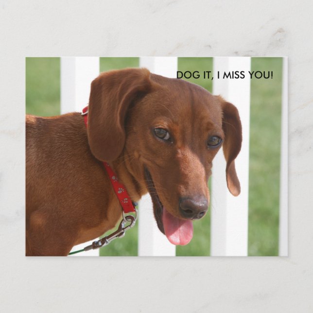 CARTE POSTALE IMG_1331, CHIEN, TU ME MANQUES ! (Devant)