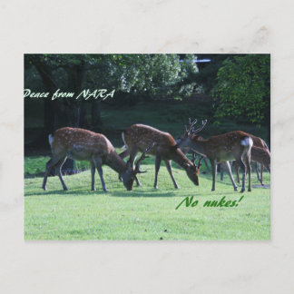 Carte Postale IMG_1699 nara