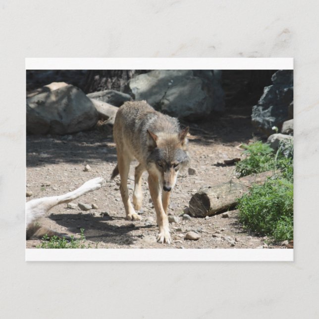 CARTE POSTALE IMG_7805 (Devant)