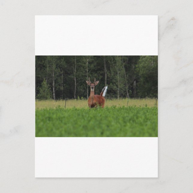 CARTE POSTALE IMG_9486_1 (Devant)