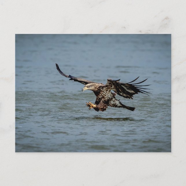Carte Postale Immature Bald Eagle plongée pour un poisson (Devant)