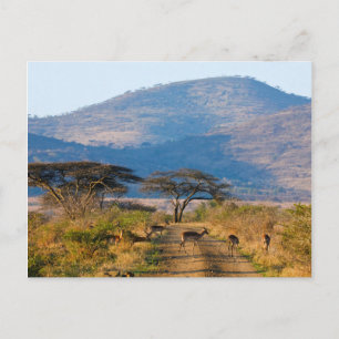 Carte Postale Impala (Aepyceros Melampus), Hluhluwe-Umfolozi