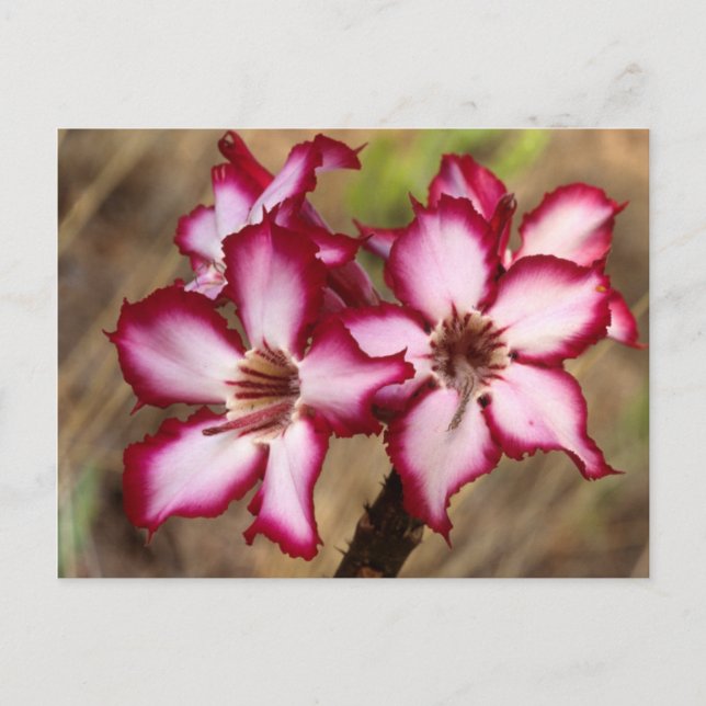 Carte Postale Impala Lily (Adenium Multiflorum), Kruger (Devant)