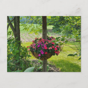 Carte Postale Impatiens dans un panier à pendre