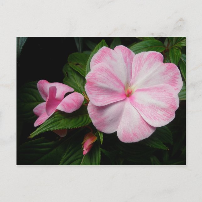 Carte postale Impatiens rose blanc (Devant)