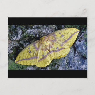 Carte postale Imperial Moth.