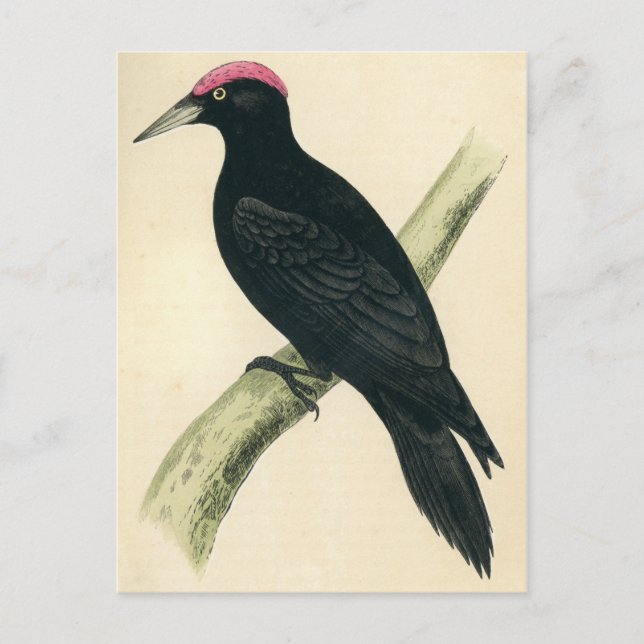 Carte Postale Impression antique d'un pic noir (Devant)