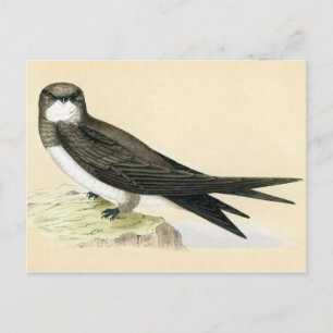 Carte Postale Impression antique d'une vague alpine