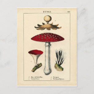 Carte Postale Impression botanique de champignons vintages