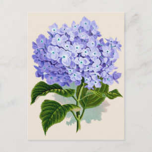 Carte Postale Impression botanique - Hydrangea
