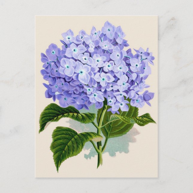 Carte Postale Impression botanique - Hydrangea (Devant)