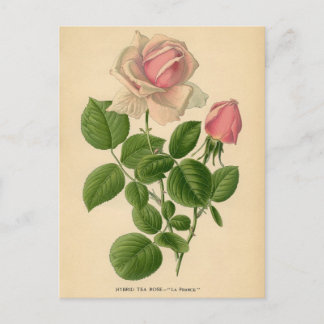 Carte Postale Impression botanique - Rose de thé