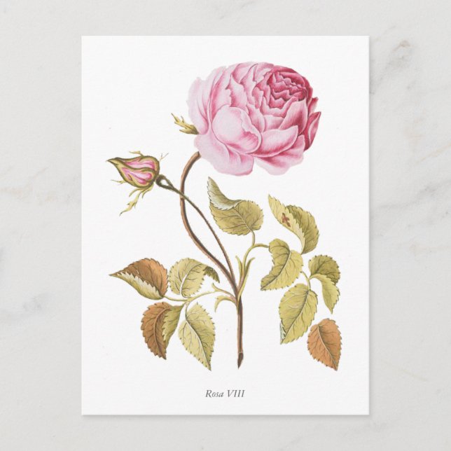 Carte Postale Impression botanique rose vintage (Devant)