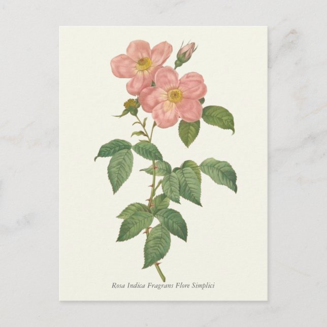 Carte Postale Impression botanique rose vintage (Devant)
