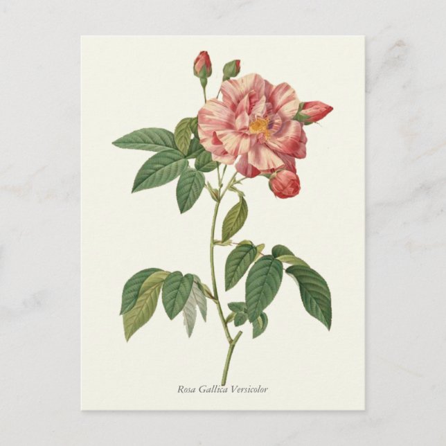 Carte Postale Impression botanique rose vintage (Devant)