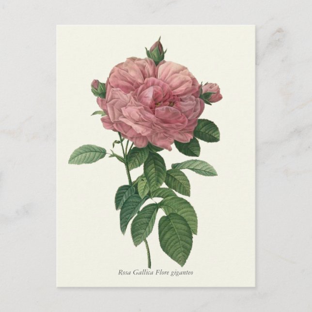 Carte Postale Impression botanique rose vintage (Devant)