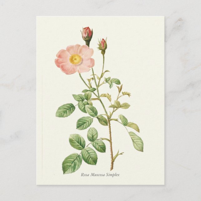 Carte Postale Impression botanique rose vintage (Devant)