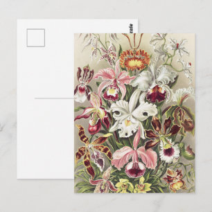 Carte Postale Impression botanique vintage d'orchidée par Ernst