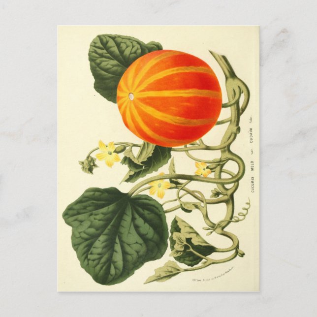 Carte Postale Impression botanique vintage du citrouille. (Devant)