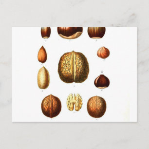 Carte Postale Impression botanique vintage Nuts