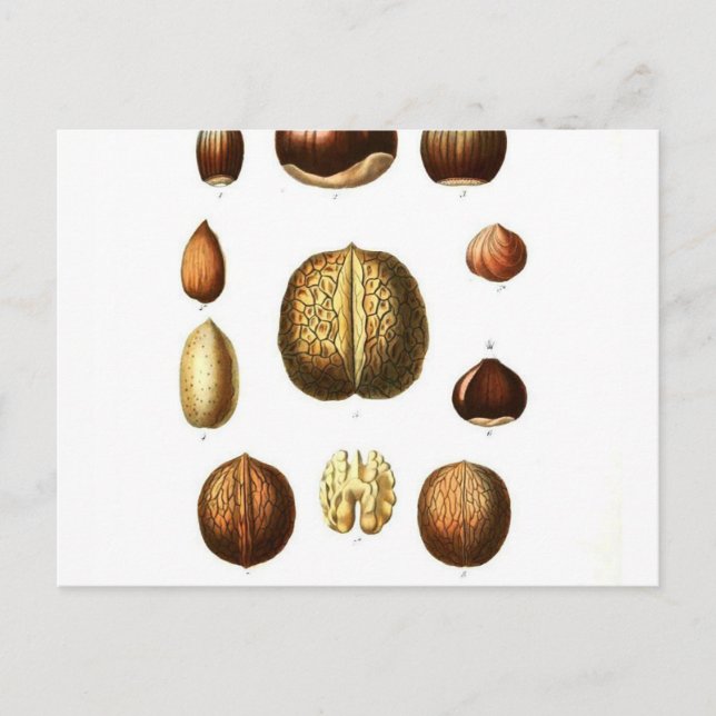 Carte Postale Impression botanique vintage Nuts (Devant)