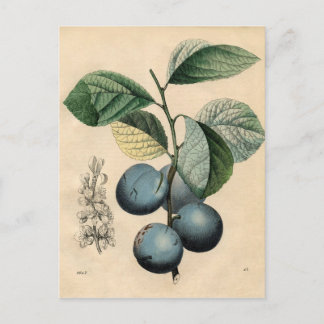 Carte Postale Impression botanique vintage - Plum