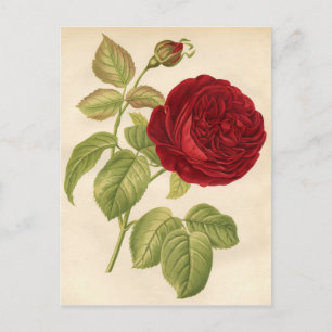 Carte Postale Impression botanique vintage - Rose rouge