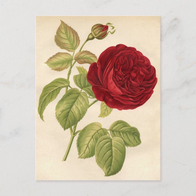 Carte Postale Impression botanique vintage - Rose rouge (Devant)