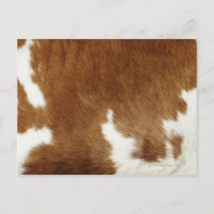 Carte Postale Impression Brown de la vache