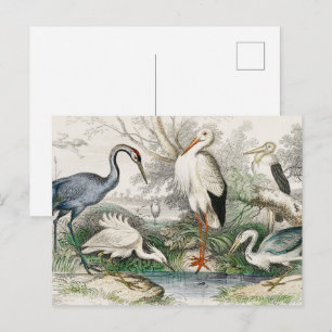 Carte Postale Impression d'art de la nature Héron, Cigogne et Gr
