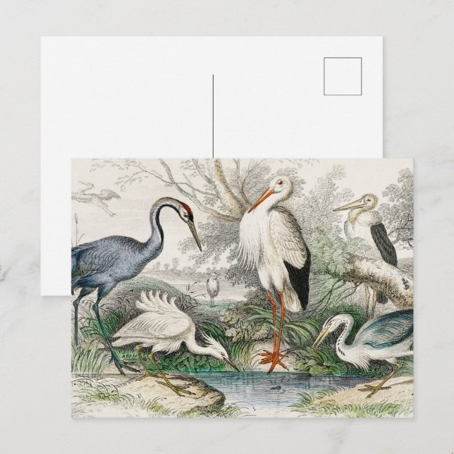 Carte Postale Impression d'art de la nature Héron, Cigogne et Gr (Devant / Derrière)