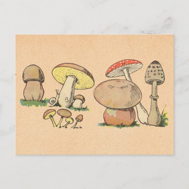 Carte Postale Impression de champignons vintages (Devant)