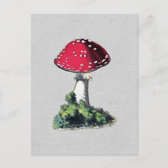 Carte Postale Impression de champignons vintages (Devant)
