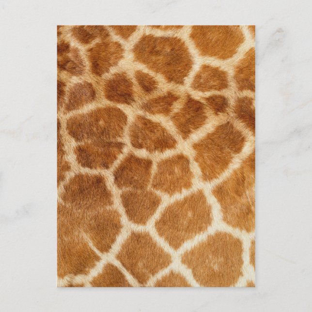 Carte Postale Impression de fourrure de girafe (Devant)
