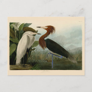 Carte Postale Impression de Héron Pourpré d'Audubon : Art d'Oise