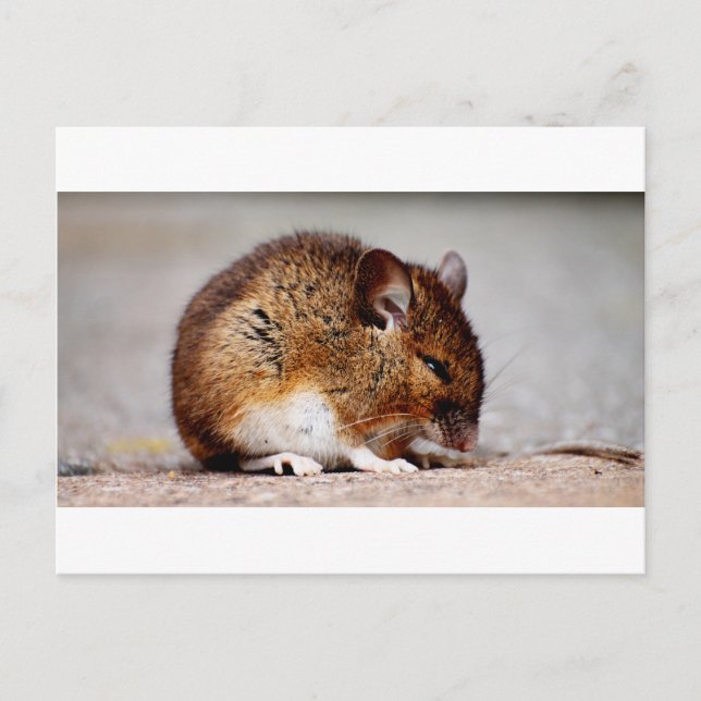 Carte Postale Impression de la souris (Devant)