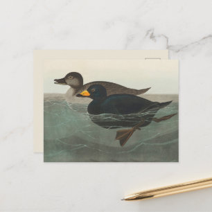 Carte Postale Impression de Macreuse noire d'Audubon : Canard cô