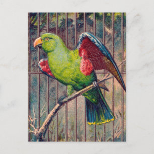 Carte Postale Impression de perroquet vert vintage