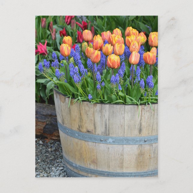 Carte Postale Impression de planteur de tulipe orange de printem (Devant)