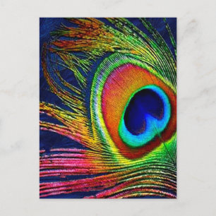 Carte Postale Impression de plume de paon colorée