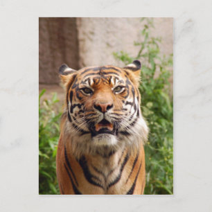Carte Postale Impression de visage de tigre magnifique